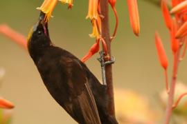 Nektarnik ametystowy - Chalcomitra amethystina - Amethyst Sunbird