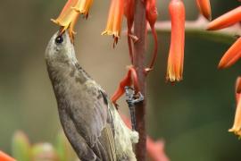 Nektarnik ametystowy - Chalcomitra amethystina - Amethyst Sunbird