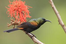 Nektarnik brązowy - Nectarinia kilimensis - Bronzy Sunbird