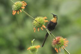 Nektarnik brązowy - Nectarinia kilimensis - Bronzy Sunbird
