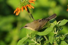 Nektarnik brązowy - Nectarinia kilimensis - Bronzy Sunbird