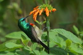Nektarnik dwuwstęgi - Cinnyris mediocris - Eastern Double-collared Sunbird
