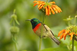 Nektarnik dwuwstęgi - Cinnyris mediocris - Eastern Double-collared Sunbird