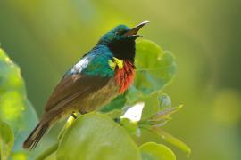 Nektarnik dwuwstęgi - Cinnyris mediocris - Eastern Double-collared Sunbird