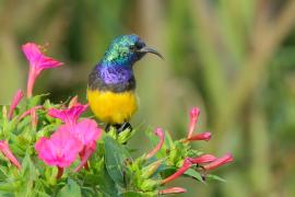 Nektarnik fioletowy - Cinnyris venustus - Variable Sunbird