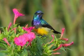 Nektarnik fioletowy - Cinnyris venustus - Variable Sunbird