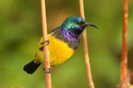 Nektarnik fioletowy - Cinnyris venustus - Variable Sunbird