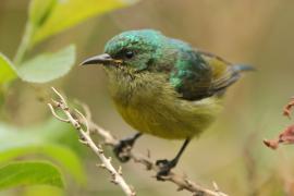 Nektarnik fioletowy - Cinnyris venustus - Variable Sunbird