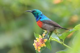 Nektarnik oliwkowobrzuchy - Cinnyris chloropygius - Olive-bellied Sunbird