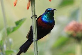 Nektarnik ozdobny - Cinnyris erythrocercus - Red-chested Sunbird