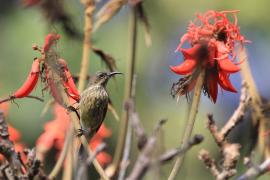 Nektarnik szkarłatny - Chalcomitra senegalensis - Scarlet-chested Sunbird