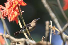 Nektarnik szkarłatny - Chalcomitra senegalensis - Scarlet-chested Sunbird