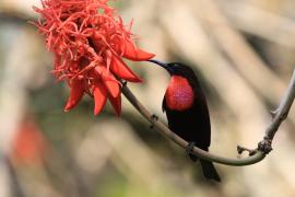 Nektarnik szkarłatny - Chalcomitra senegalensis - Scarlet-chested Sunbird