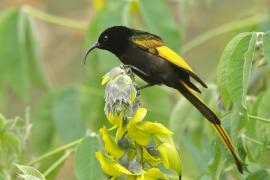 Nektarnik złocisty - Drepanorhynchus reichenowi - Golden-winged Sunbird