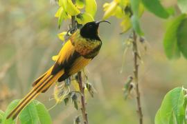 Nektarnik złocisty - Drepanorhynchus reichenowi - Golden-winged Sunbird