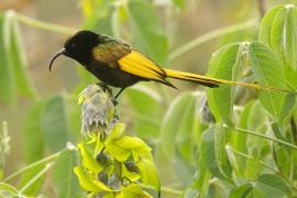 Nektarnik złocisty - Drepanorhynchus reichenowi - Golden-winged Sunbird