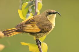 Nektarnik złocisty - Drepanorhynchus reichenowi - Golden-winged Sunbird