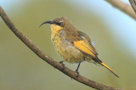 Nektarnik złocisty - Drepanorhynchus reichenowi - Golden-winged Sunbird