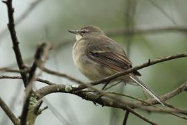 Pliszka obrożna - Motacilla capensis - Cape Wagtail