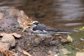 Pliszka srokata - Motacilla aguimp - African Wagtail