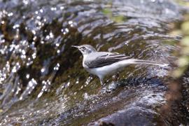Pliszka srokata - Motacilla aguimp - African Wagtail