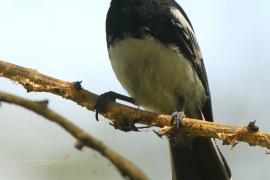 Sikora białobrzucha - Melaniparus albiventris - White-bellied Tit