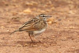 Afroskowronek czerwonawy - Calendulauda africanoides alopex - Foxy Lark