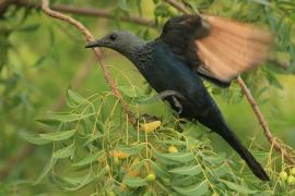 Czarnotek rudoskrzydły - Onychognathus morio - Red-winged Starling