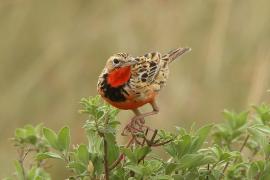 Szponnik różowogardły - Macronyx ameliae - Rosy-throated Longclaw
