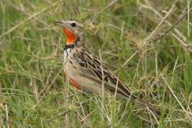 Szponnik różowogardły - Macronyx ameliae - Rosy-throated Longclaw