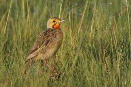 Szponnik rudobrewy - Macronyx capensis - Cape Longclaw