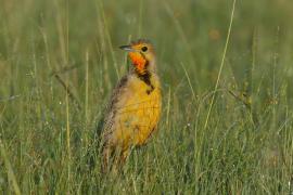 Szponnik rudobrewy - Macronyx capensis - Cape Longclaw
