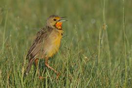 Szponnik rudobrewy - Macronyx capensis - Cape Longclaw