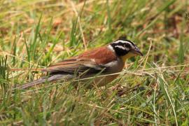 Trznadel złotobrzuchy - Emberiza flaviventris - Golden-breasted Bunting