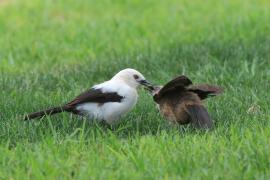Tymal dwubarwny - Turdoides bicolor - Southern Pied Babble