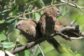 Tymal łuskogłowy - Turdoides hartlaubii - Hartlaub's Babbler