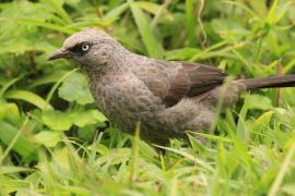 Tymal maskowy - Turdoides sharpei - Black-lored Babbler