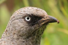 Tymal maskowy - Turdoides sharpei - Black-lored Babbler