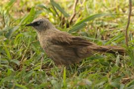 Tymal maskowy - Turdoides sharpei - Black-lored Babbler