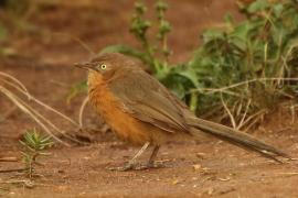 Dżunglotymal rdzawy - Argya rubiginosa - Rufous Chatterer