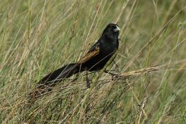 Baletnik - Euplectes jacksoni - Jackson's Widowbird