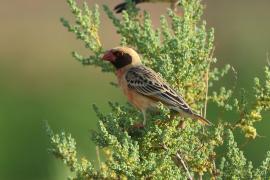 Wikłacz czerwonodzioby - Quelea quelea - Red-billed Quelea