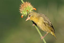 Wikłacz łuskowany - Ploceus spekei - Speke's Weaver