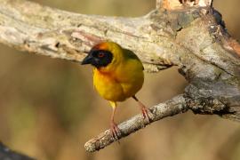 Wikłacz akacjowy - Ploceus vitellinus - Vitelline Masked-Weaver