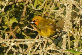 Wikłacz okularowy - Ploceus ocularis - Spectacled Weaver