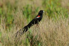 Wikłacz olbrzymi - Euplectes progne - Long-tailed Widowbird