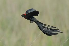 Wikłacz półobrożny - Euplectes ardens - Red-collared Widowbird