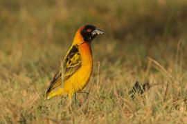 Wikłacz sawannowy - Ploceus intermedius - Lesser Masked Weaver