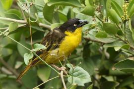 Wikłacz złotoczelny - Ploceus baglafecht - Baglafecht Weaver