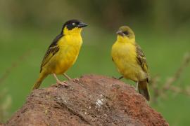 Wikłacz złotoczelny - Ploceus baglafecht - Baglafecht Weaver